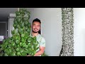 Indoor Plant Collection Tour - Summer 2020 | Meet My Houseplants