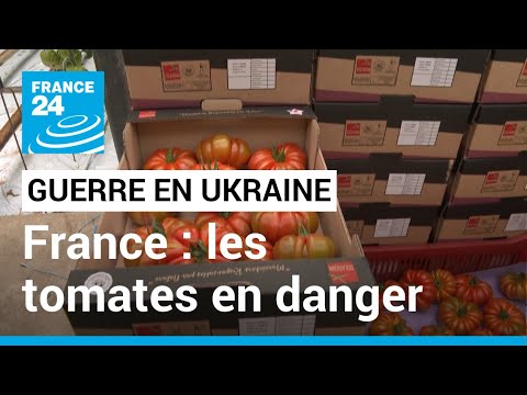 Guerre en Ukraine : les tomates françaises en danger • FRANCE 24