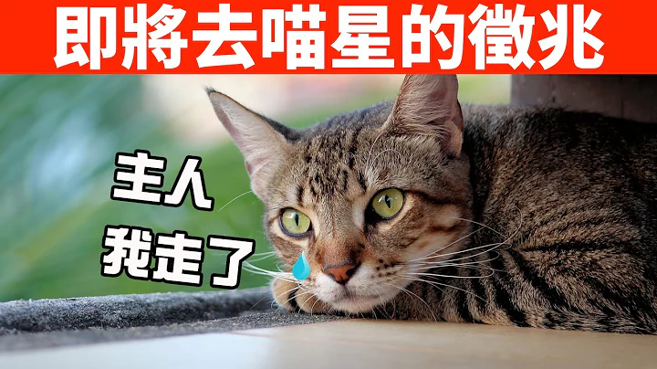 猫即将去喵星的6个征兆，家有老年猫一定要看！【养猫必看EP7】 - 天天要闻