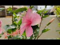 Sunday Live by Flowers by Satya