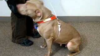 Gyspy-Available At The Humane Society Of Missouri