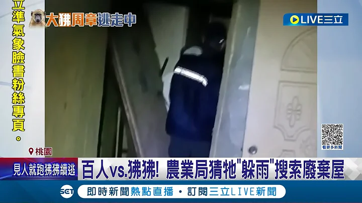 经历过人狒对峙?  狒狒落跑10多天现踪 农业局派人搜索废弃屋请牠"躲雨" 专家: 狒狒看到麻醉枪.捕网警戒心强│记者 廖研堡 石明启 简翰鸣│【LIVE大现场】20230326│三立新闻台 - 天天要闻