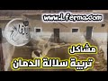 مشاكل و أخطاء تربية سلالة الدمان mp3