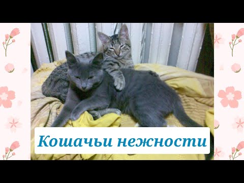 Кошачьи нежности. Мурчик и Ночка 🐈🐈 Cat's romantic. Cats. Relax