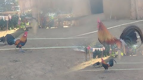 Qaib​ dib​qua​zoo​muag​nb​hu​ xov​tooj​02097532399