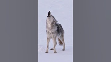 Sounds of Coyote Howling | Canis latrans Sounds
