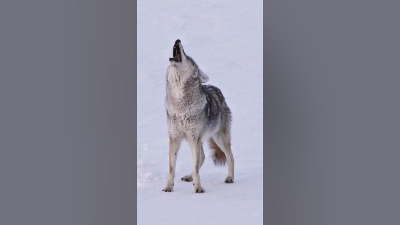 Sounds of Coyote Howling | Canis latrans Sounds Sounds of Coyote Howling | Canis latrans Sounds