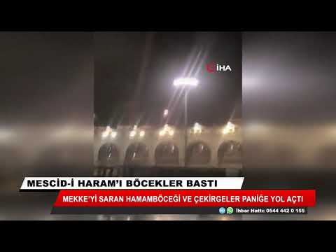 Mescid-u Haram'ı böcekler bastı