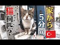 トルコなら玄関出て5分間で何匹の猫に会えるのかノーカット検証