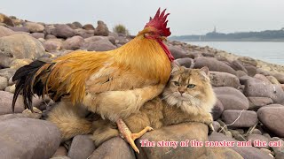 The world is at peace👍!The kitten actually took the rooster on a trip!selfless love.So funny 🤣cute