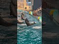 バンドウイルカ 3頭の垂直ジャンプ スプラッシュ! 横浜・八景島シーパラダイス Animal Life Live!イルカショー アトラクション ※2025.03.30