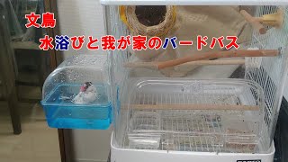 文鳥　水浴びと我が家のバードバス　java sparrow bathing