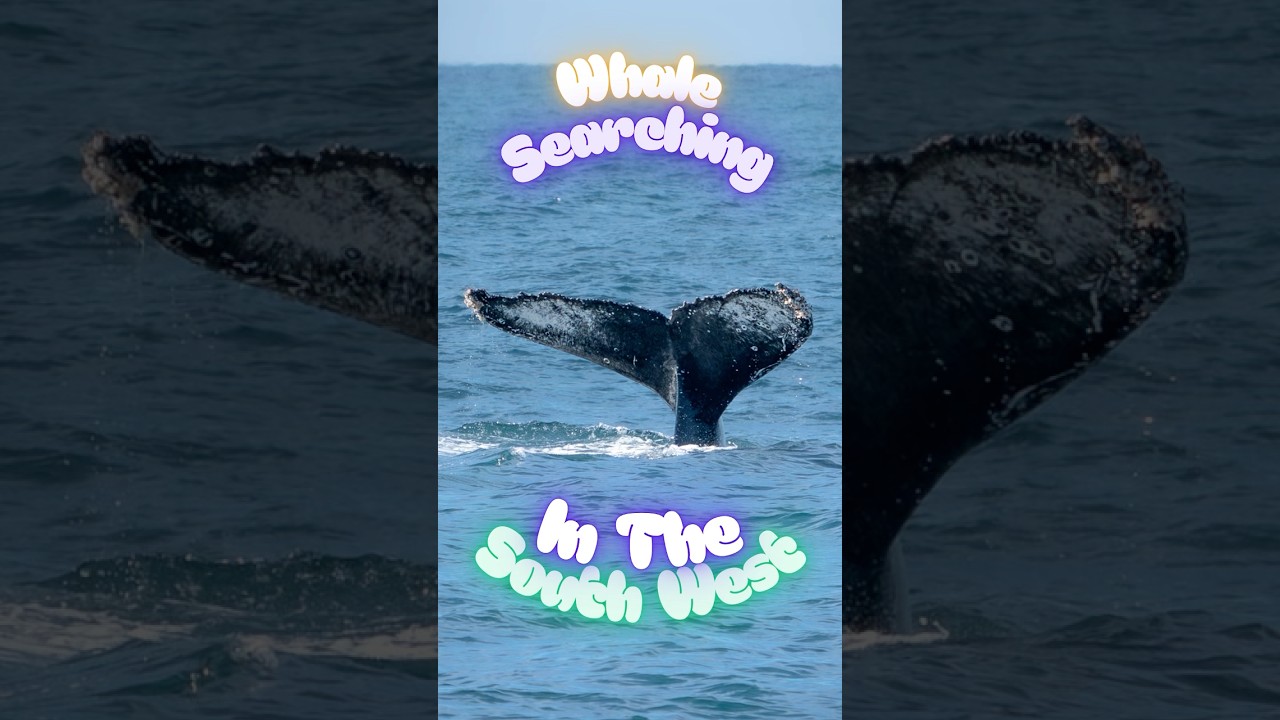 Searching for whales 🐳 In the South West of Western Australia | 