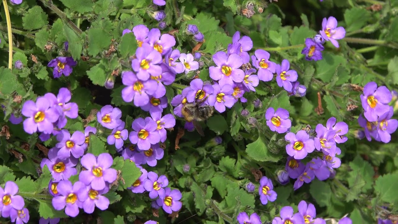 Buff-Tailed Bumblebee on Nandina, Common Carder on Aubrieta