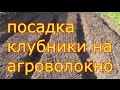 посадка клубники на агроволокно