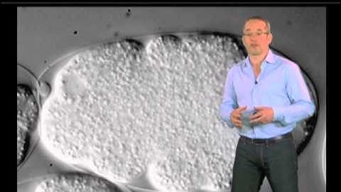 C. elegans Egg Fertilization - Anthony Hyman (MPI - CBG)