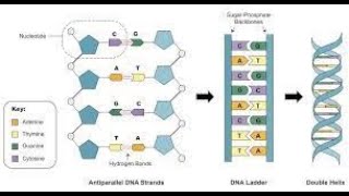 DNA Twizzler Lab