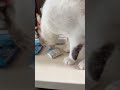 ライブ配信ハイライト