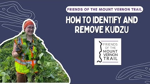 How to identify and remove kudzu