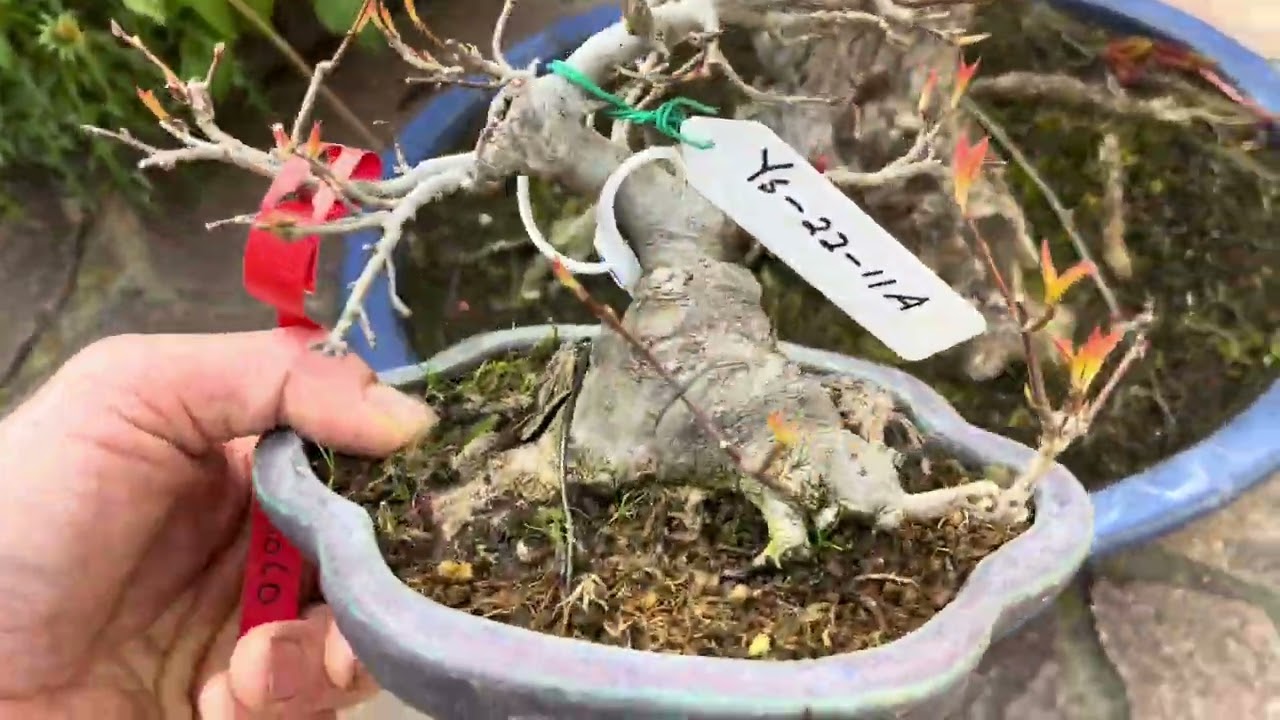 Piccolo spoiler sui nuovi arrivi dal Giappone!🇯🇵