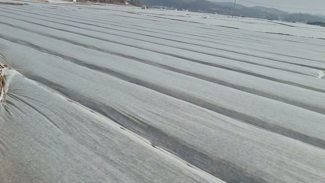 올해 부직포 걷는 시기는 다르게.