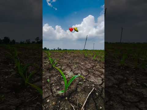 Na jatta na farmer song 
