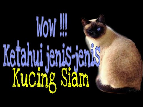 Video: Kucing Siam Jenis Kucing Hypoallergenic, Kesehatan Dan Umur