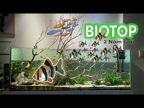 Video BỂ BIOTOP 2 NĂM TUỔI |【 VŨ 15 HỒ 】 - youtube