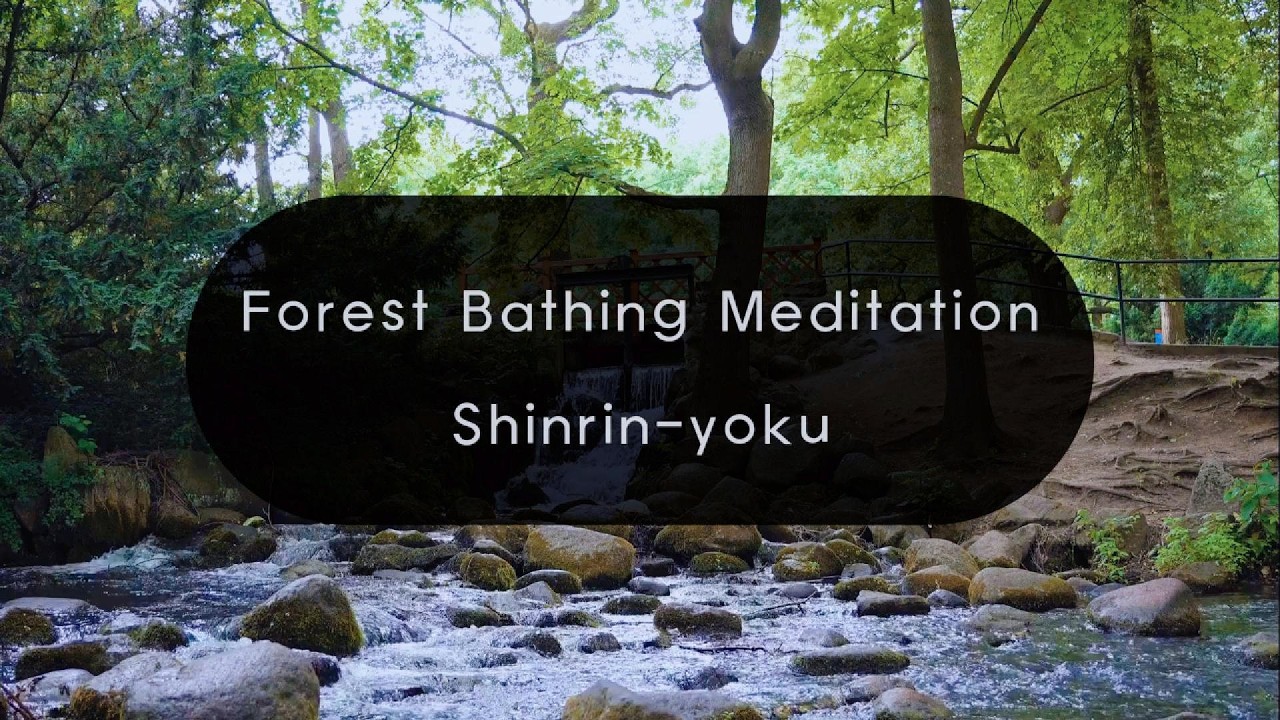 Shinrin-Yoku: Forest Bathing | 1 Hour Healing Sounds