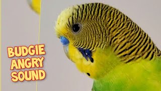 Budgie Making A Angry Sound Cute Budgie