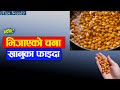 भ ज एक चन न यम त ख न क फ ईद Chana Ko Faida Nepali Health Tips भ ज एक चन न यम त ख न क फ ईद Chana Ko Faida Nepali Health Tips