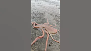 Octopus Octopus Fishing Aagrikoli Viralshorts 