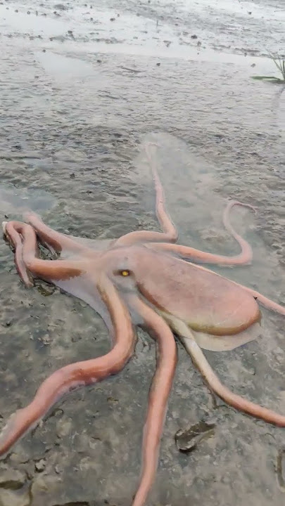 octopus 😱😱#octopus #fishing #aagrikoli #viralshorts