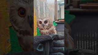 Small Owl at the Alaska Raptor Center, Tootsie (Northern Saw-whet Owl)