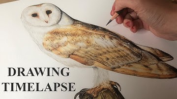 DRAWING TIME LAPSE | DRAWING FEATHERS | WHAT IVE LEARNT