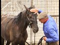 Equine affaire educational program  monty roberts performs joinup with a wild horse