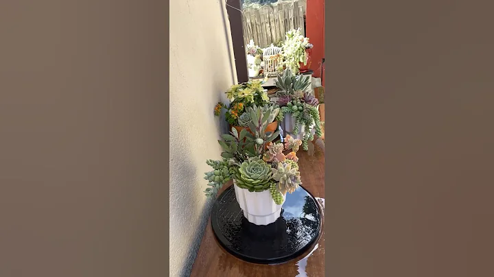 A DIY Succulent Arrangement 🪴#diy #succulents #suculentas