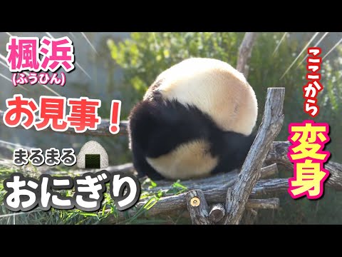 【パンダアイドル楓浜】アドベンチャーワールドの売れっ子🐼ふうちゃんですよ〜！ここからの変身が又お見事なんです❗