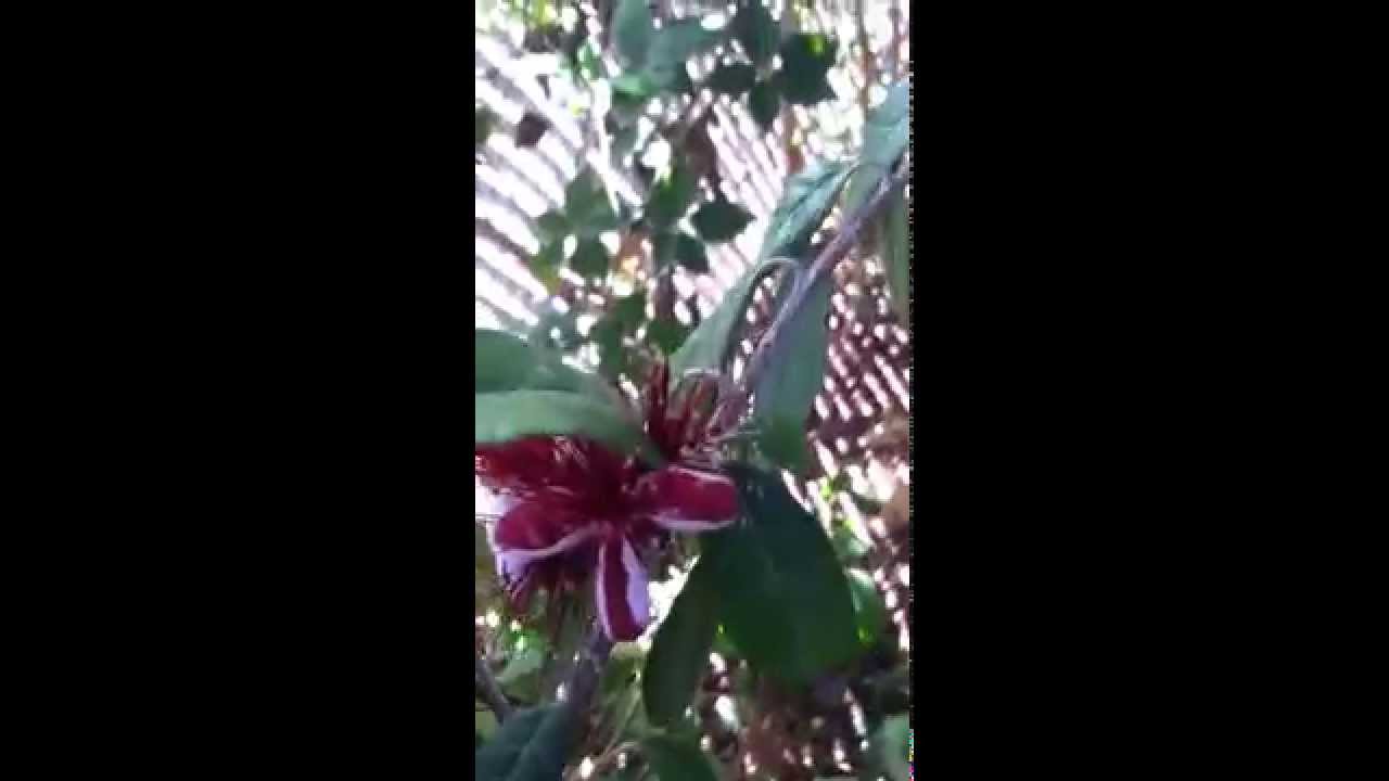 Pineapple guava blooming arizona desert fruit gardening YouTube