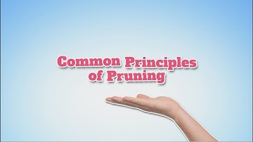 NZ Avocado Principles of Pruning