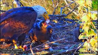 Little Miami Conservancy Bald Eagle- Bette &amp; Baker - Karmienie LM5🐥🌹🍀LM6🐥🌹🍀LM7🐥🌹02/05/2024