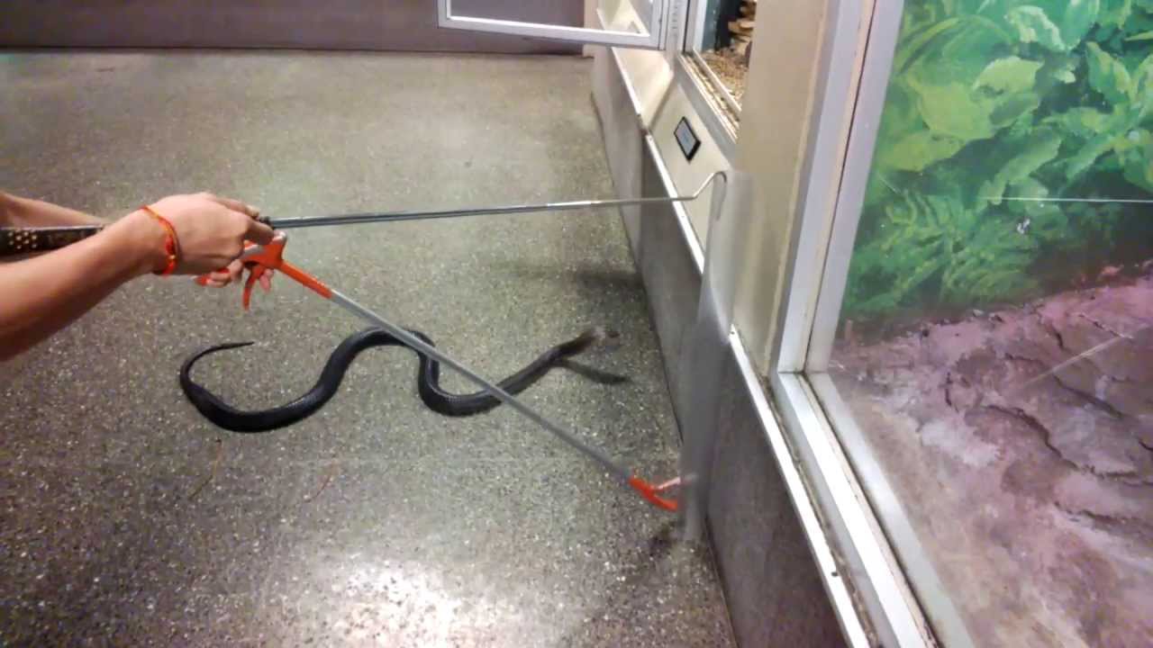 Venomous Black Forest Cobra through Google Glass 