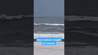 sea creature caught on camera #monster #alien #extraterrestria #short #lochnessmonster #myths l
#short #lochnessmonster #monster #lochnessmonster #legends #myths #scotland #fyp #fypシ゚viral #fypyoutube #fypage sea creature caught on camera #monster #alien #extraterrestria #short #lochnessmonster #myths l