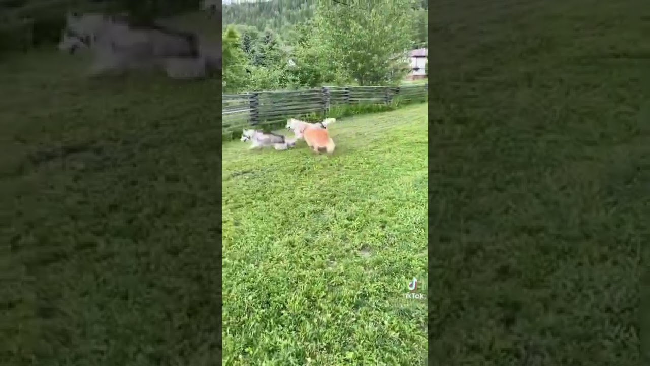 Strong dog recovers ❤️