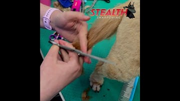 RANDOM - Testing some Roseline Shears after sharpening   #stealthsharpening