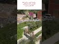 لاتعش وحيدا فالإنسان كائن إجتماعي