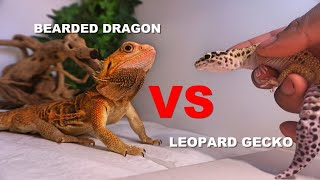 bearded dragon and leopard gecko