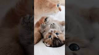 Kitten gets cranky when not around her mother. #kitten #kiki