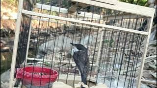 Kicauan Burung Jingjing Batu Betina Untuk Memancing Bunyi Jantan