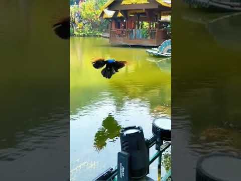 peacock flying